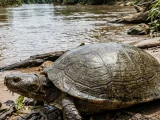 The Biology and Conservation of River Turtles: Sentinel Species of Freshwater Ecosystems